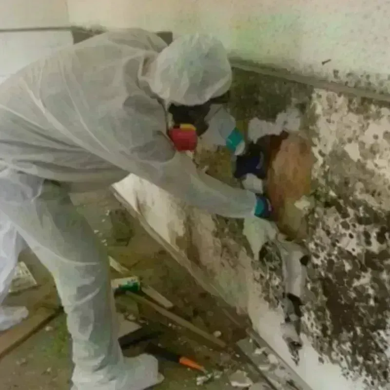 Mold Remediation and Removal in Mitchellville, IA